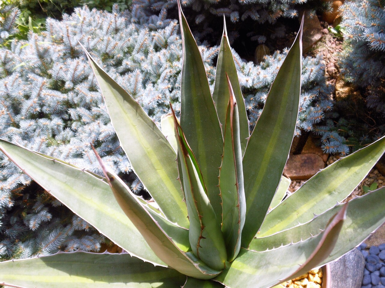 アガベ』【ホリダ ペロテンシス】 : 【BOTANICAL MAJESTY】