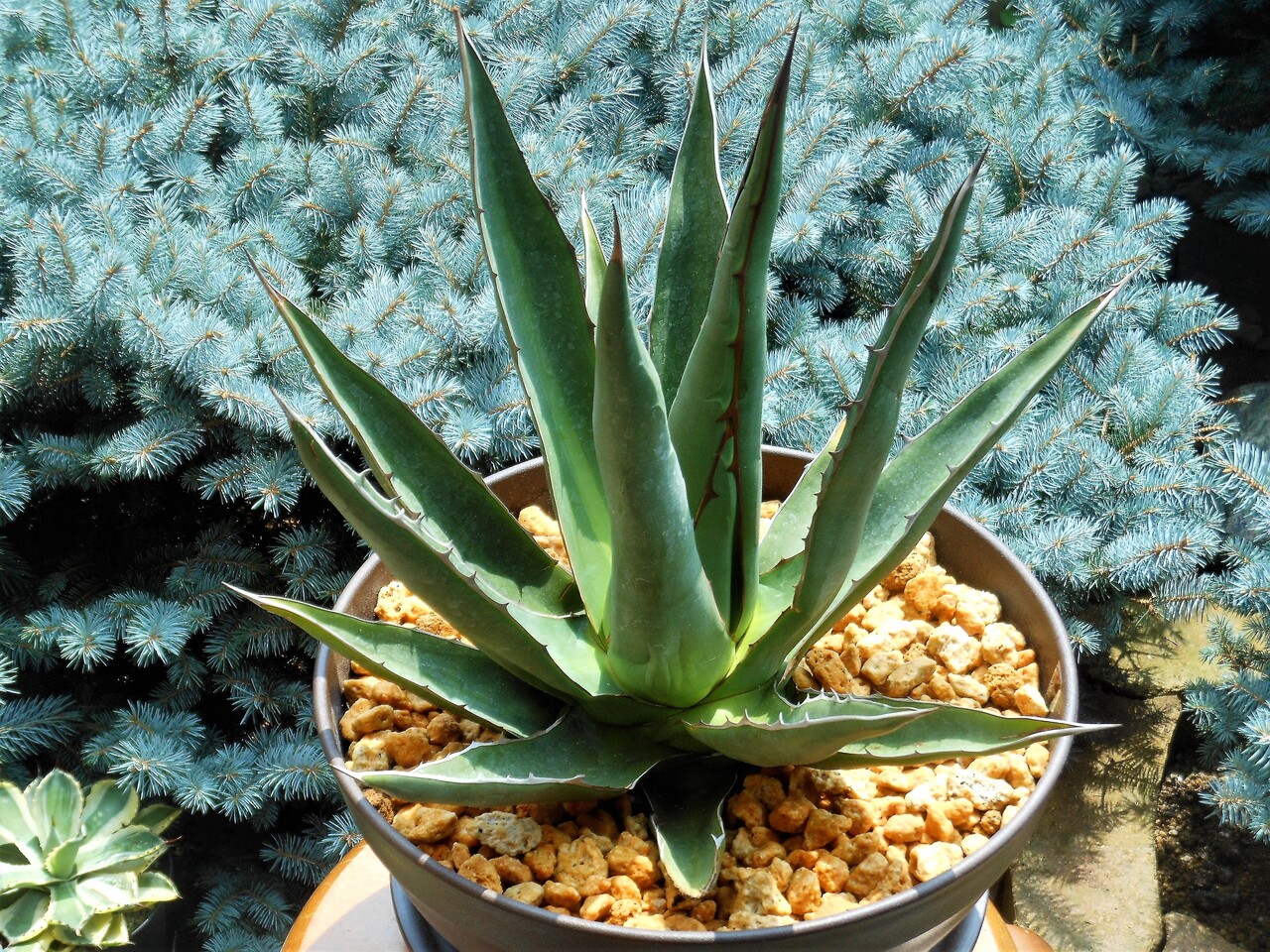 アガベ』【ホリダ ペロテンシス】 : 【BOTANICAL MAJESTY】