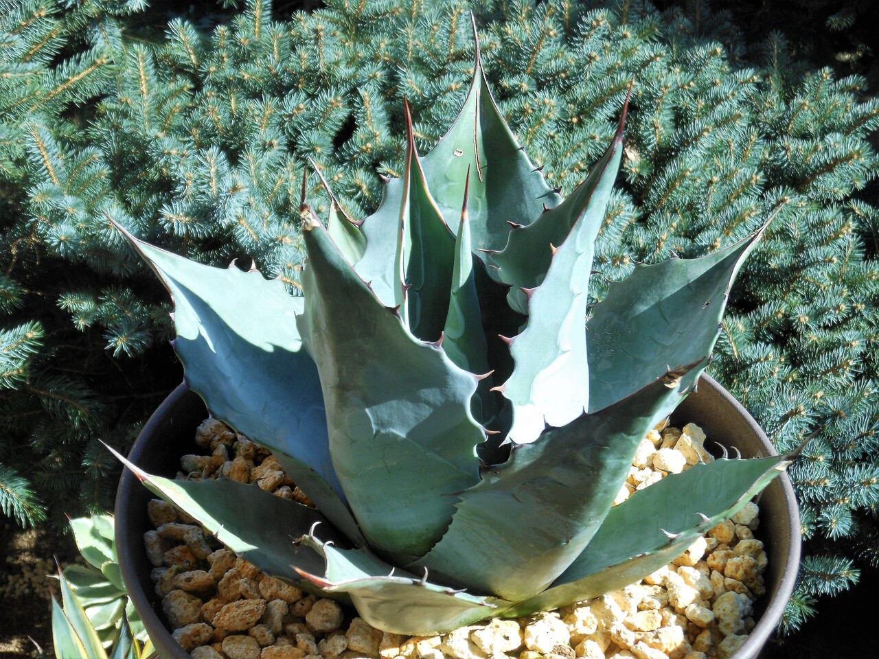 アガベ』【パラサナ】 : 【BOTANICAL MAJESTY】