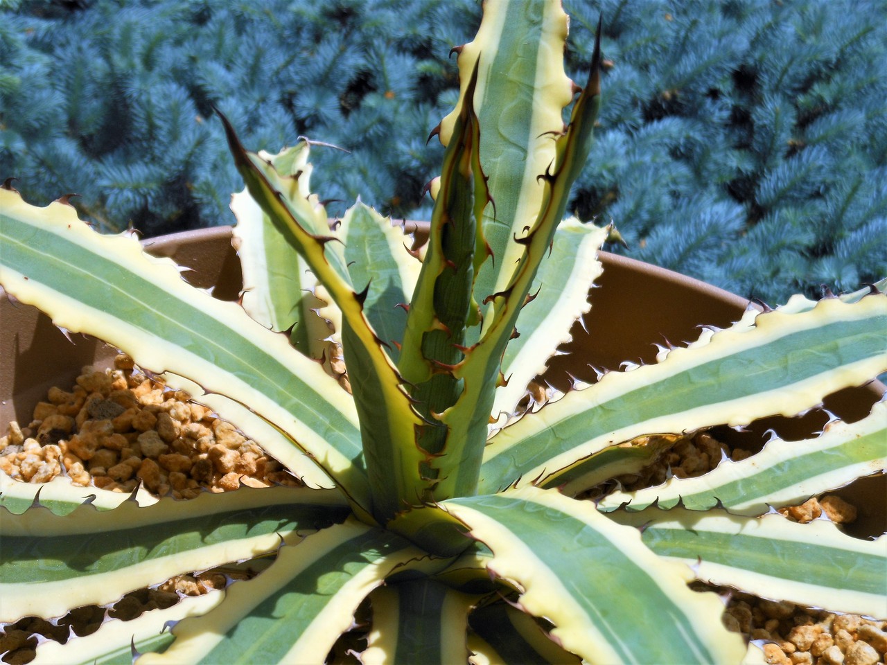 アガベ　フロストバイト　大株 抜き苗 フロストバイト 長期LED育成株 Agave xylonacantha 'Frostbite