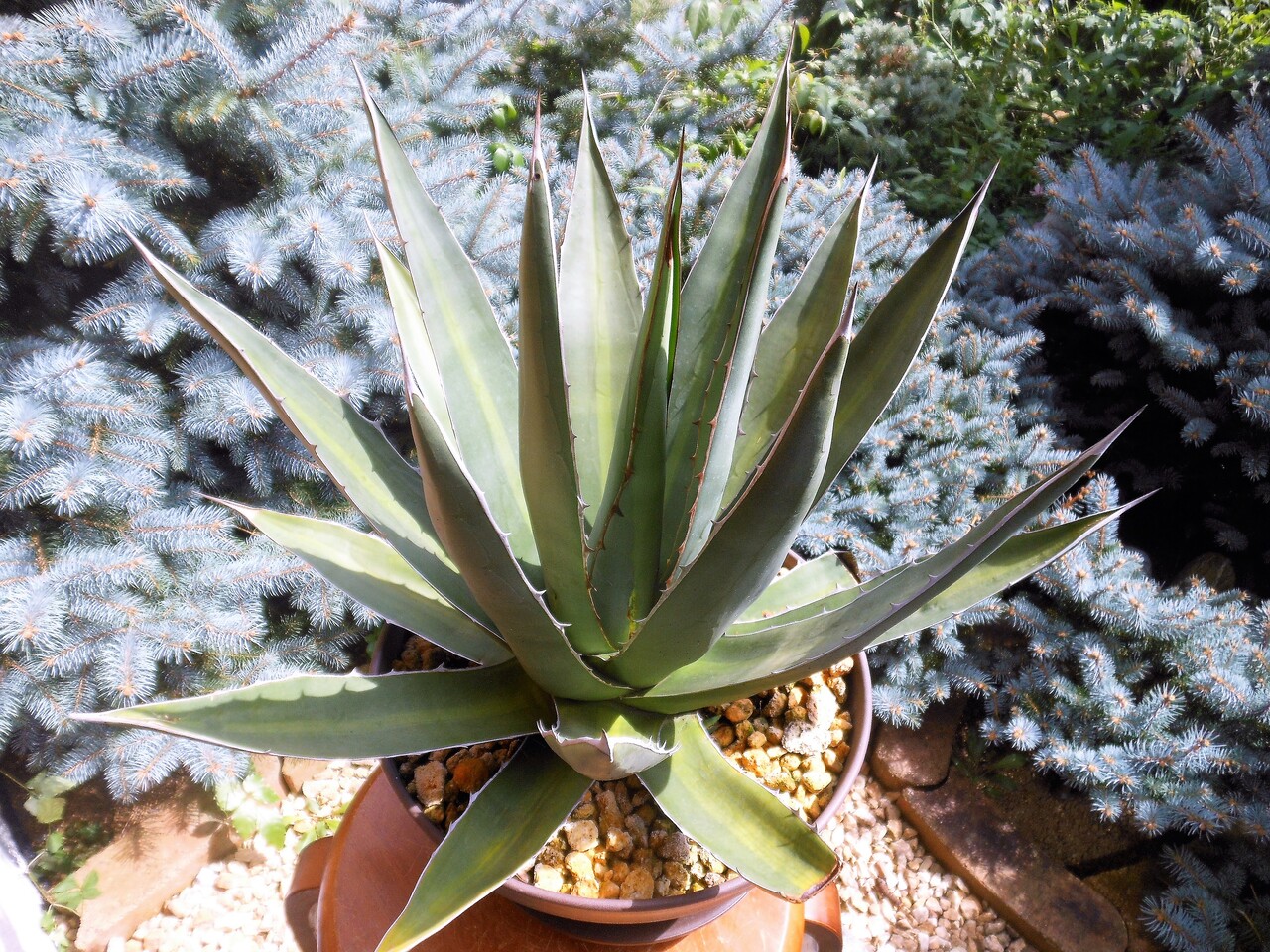 品多く 多肉植物 アガベ ペロテンシス ecousarecycling.com
