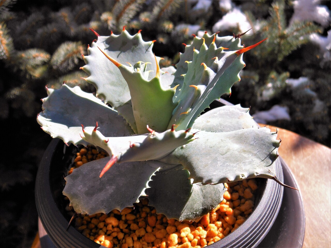 アガベコロラータシュプリーム