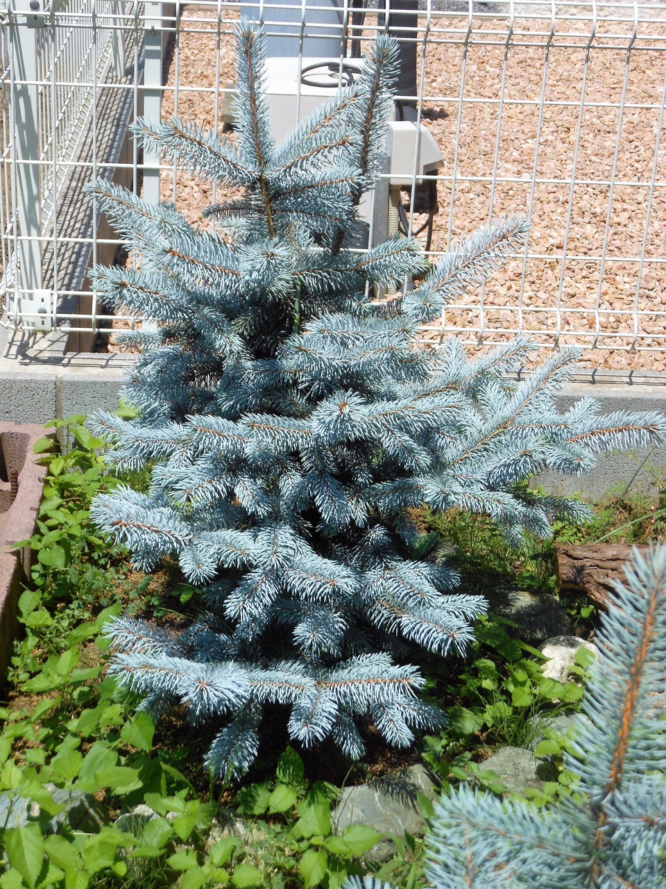 プンゲンストウヒ』【ホプシー】1-3 : 【BOTANICAL MAJESTY】