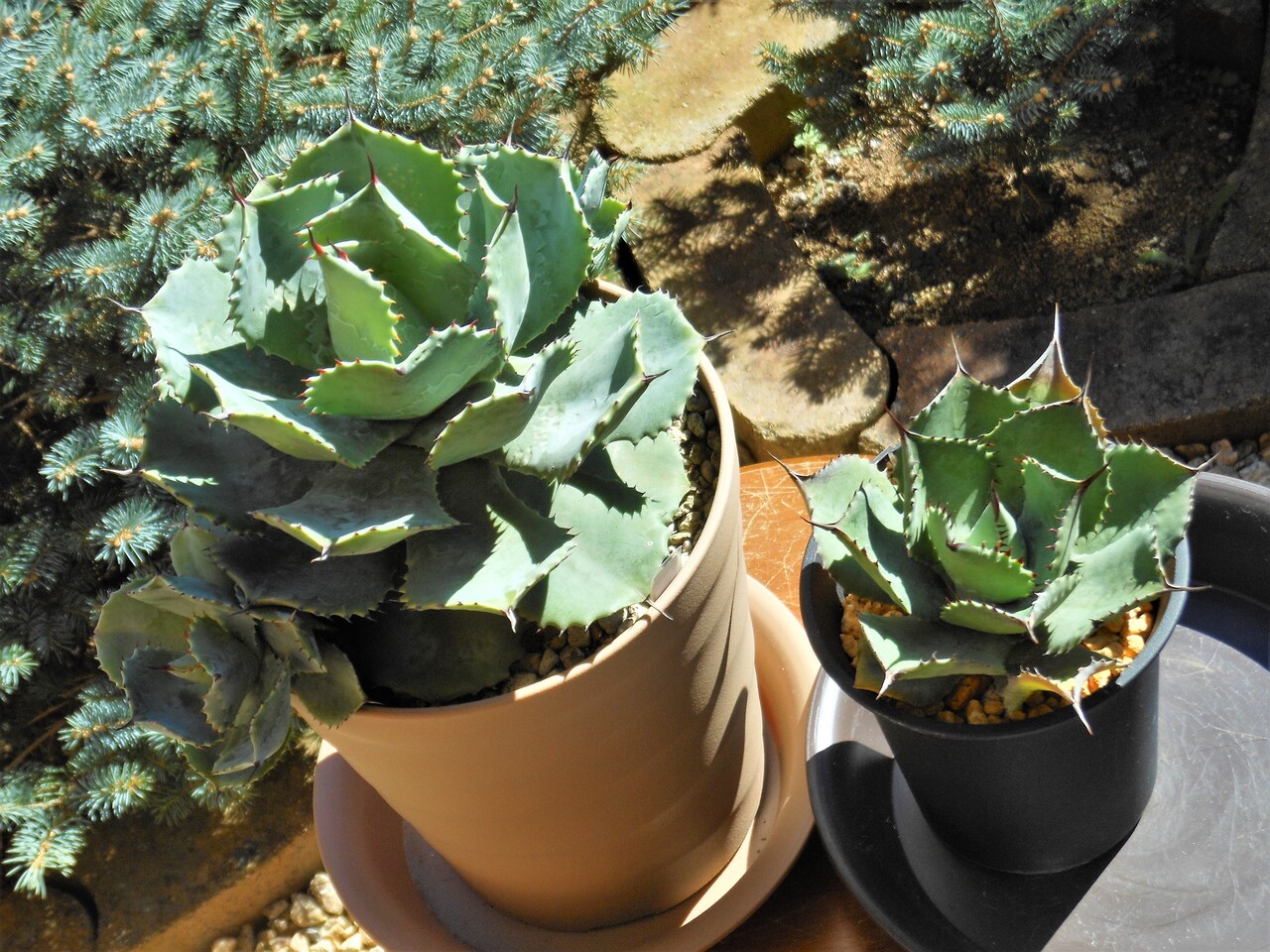 アガベ』【ポタトラム 雷神】 : 【BOTANICAL MAJESTY】