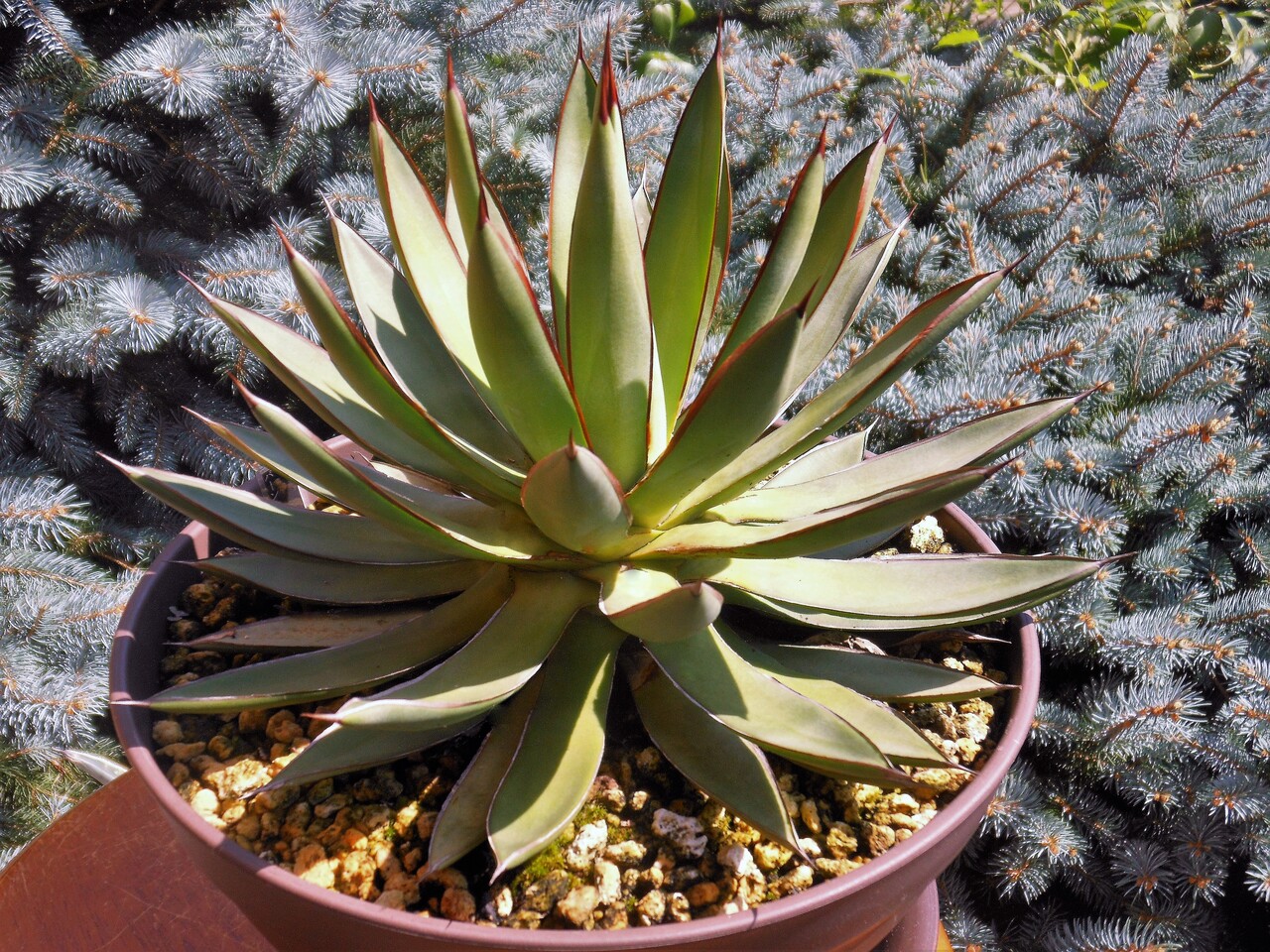 アガベ　青蓮(曙光　バーントバーガンディー) アガベ』【バーント バーガンディ from 台湾】［仮称］【仮説：青蓮