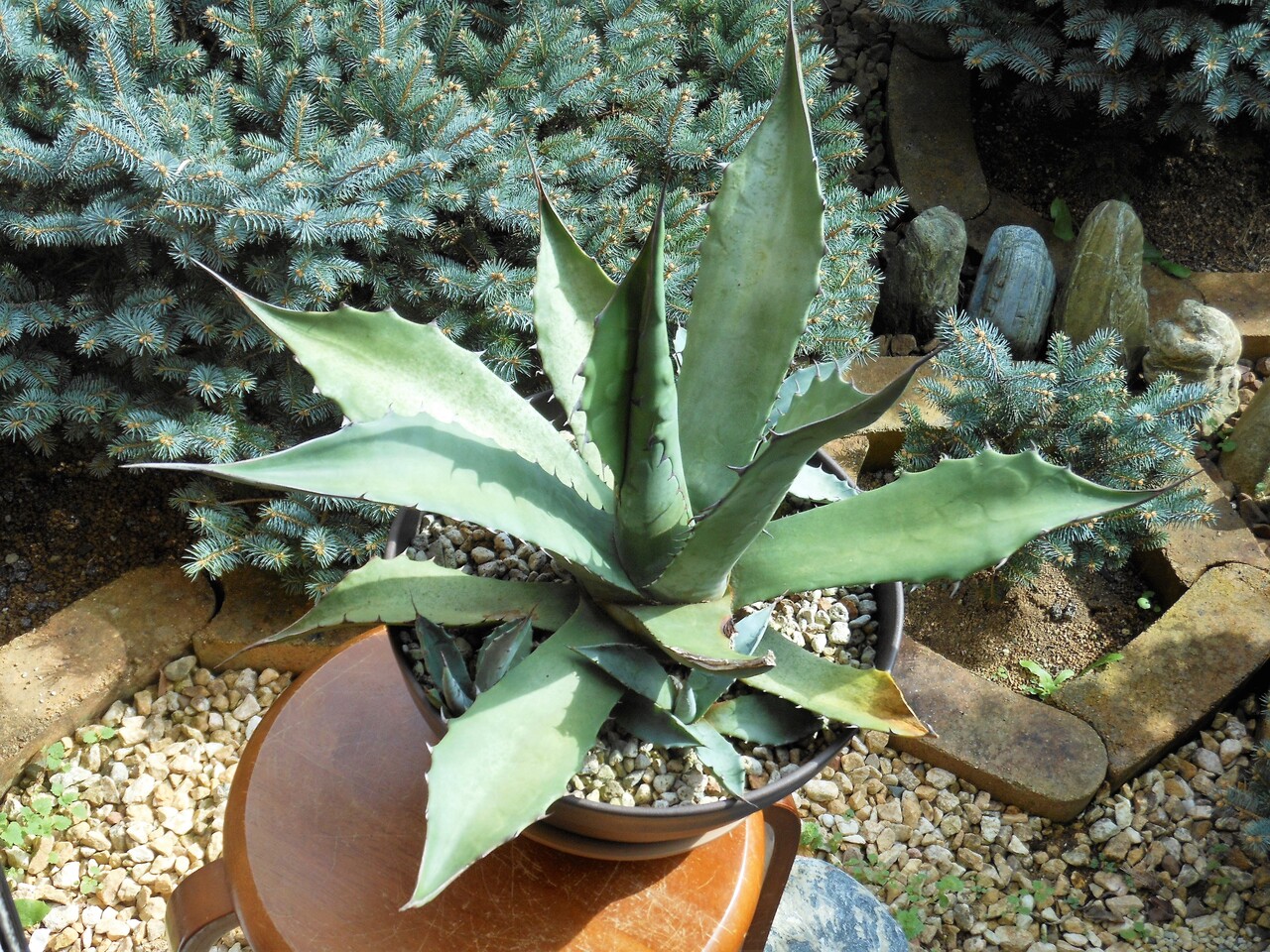 アガベ』【サルミアナ フェロックス】 : 【BOTANICAL MAJESTY】