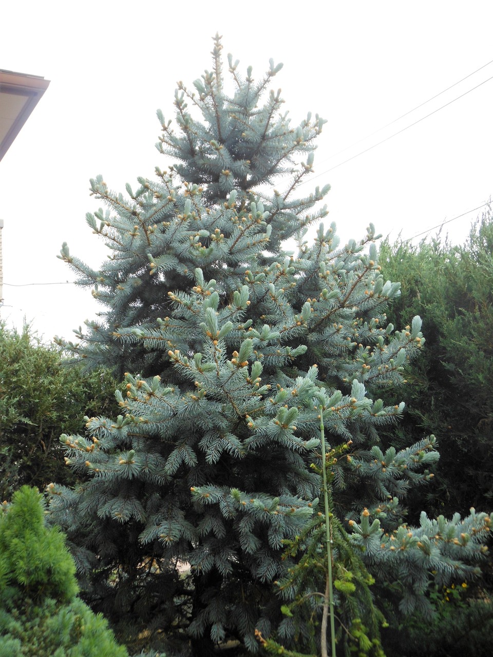 プンゲンストウヒ』【ホプシー】 : 【BOTANICAL MAJESTY】