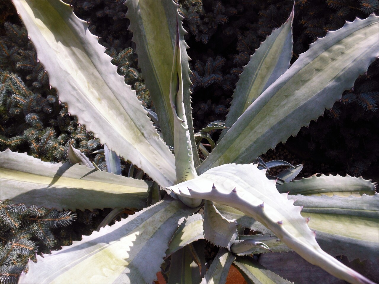 アガベ』【アメリカーナ ssp. プロトアメリカーナ レモンライム