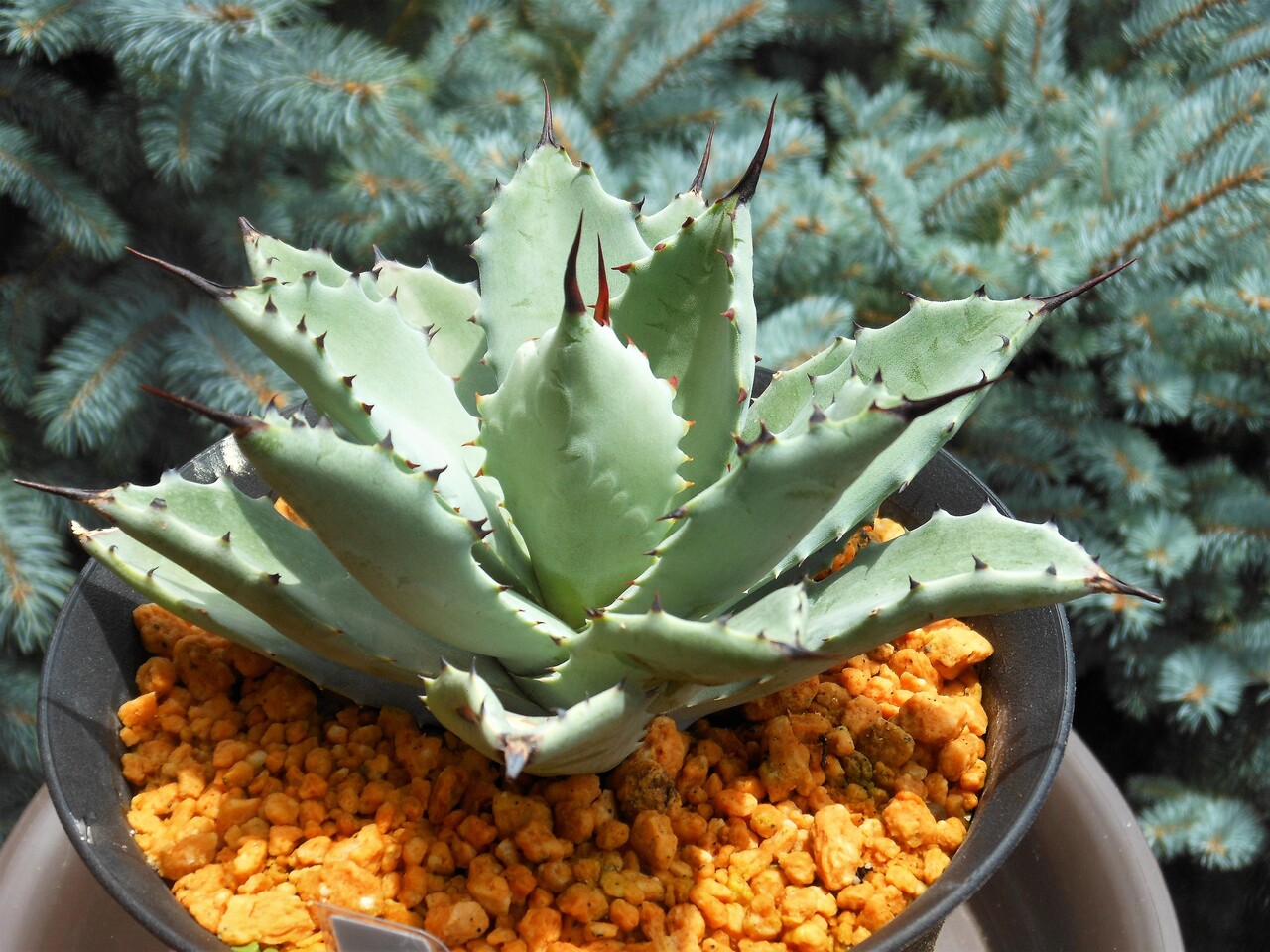 アガベ』【八荒雷神】 : 【BOTANICAL MAJESTY】