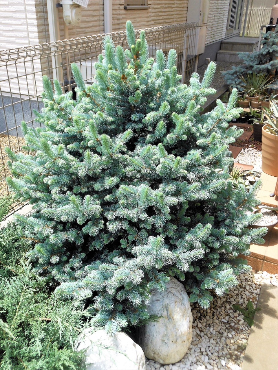 プンゲンストウヒ ファットアルバート 希少品種