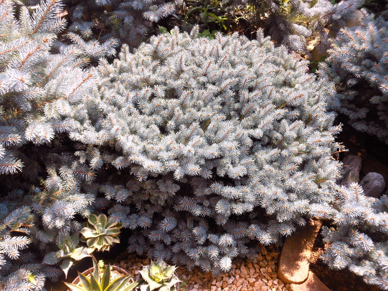 プンゲンストウヒ』【グラウカ グロボーサ】 : 【BOTANICAL プンゲンストウヒ』【グラウカ グロボーサ】 : 【BOTANICAL