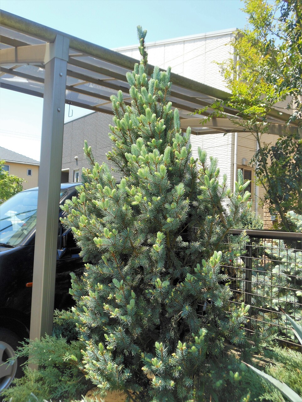 プンゲンストウヒ』【アイゼリー・ファスティギアータ】 : 【BOTANICAL