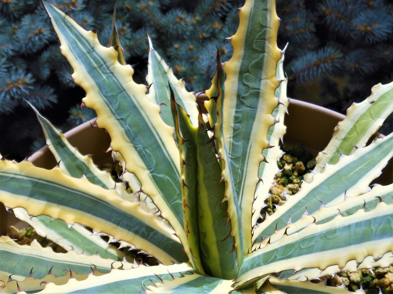 アガベ』【キシロナカンサ フロストバイト】 : 【BOTANICAL MAJESTY】