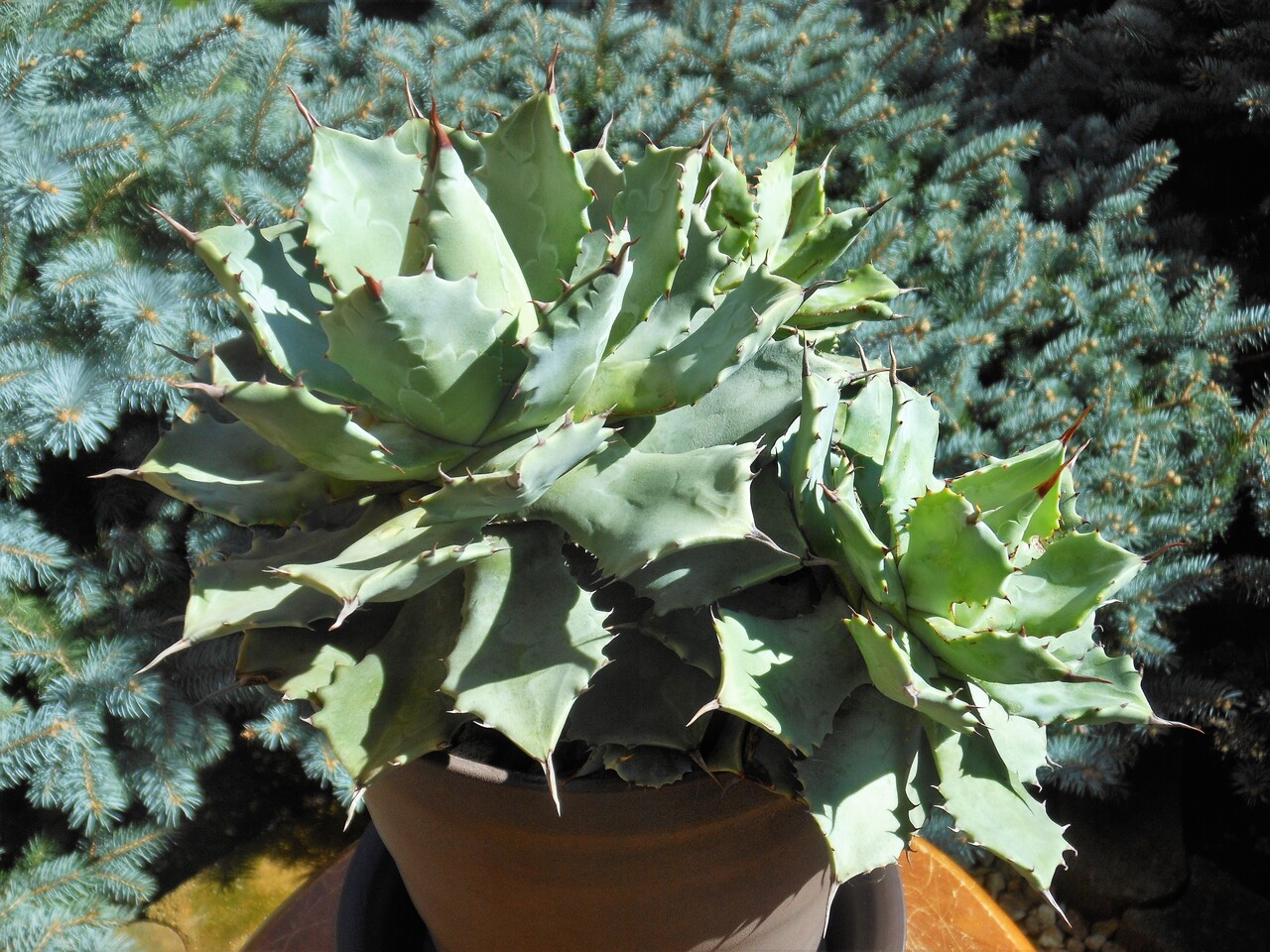 アガベ』【ポタトラム 雷神】 : 【BOTANICAL MAJESTY】