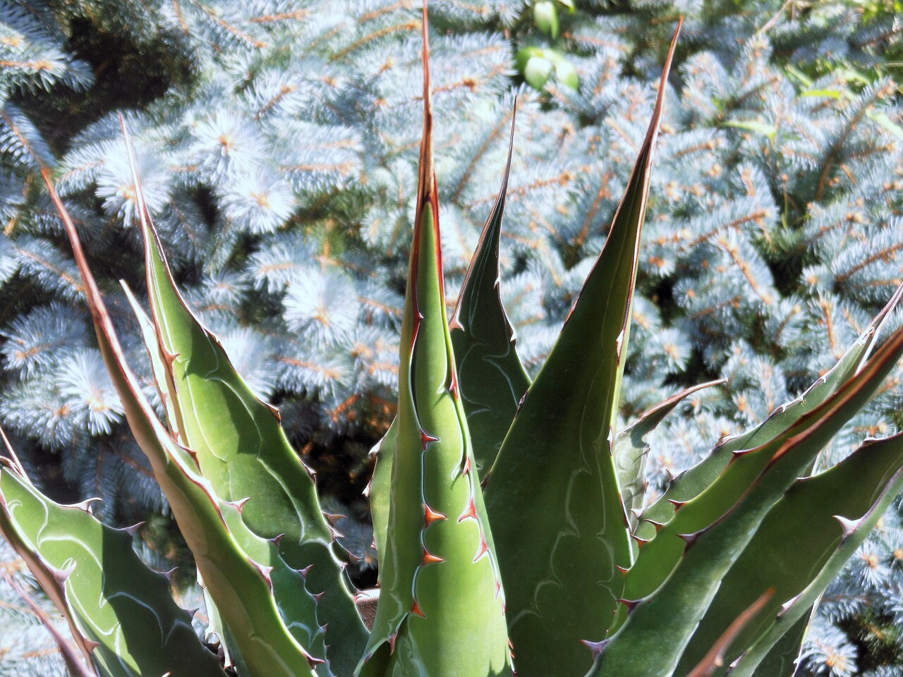 アガベ』【モンタナ】2 : 【BOTANICAL MAJESTY】