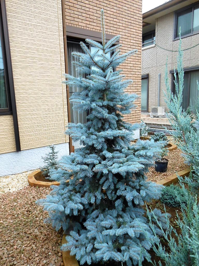 プンゲンストウヒ　スーパーブルー　ホプシー ピセアプンゲンス プンゲンストウヒ スーパーブルー ホプシー ピセアプンゲンス ピセア