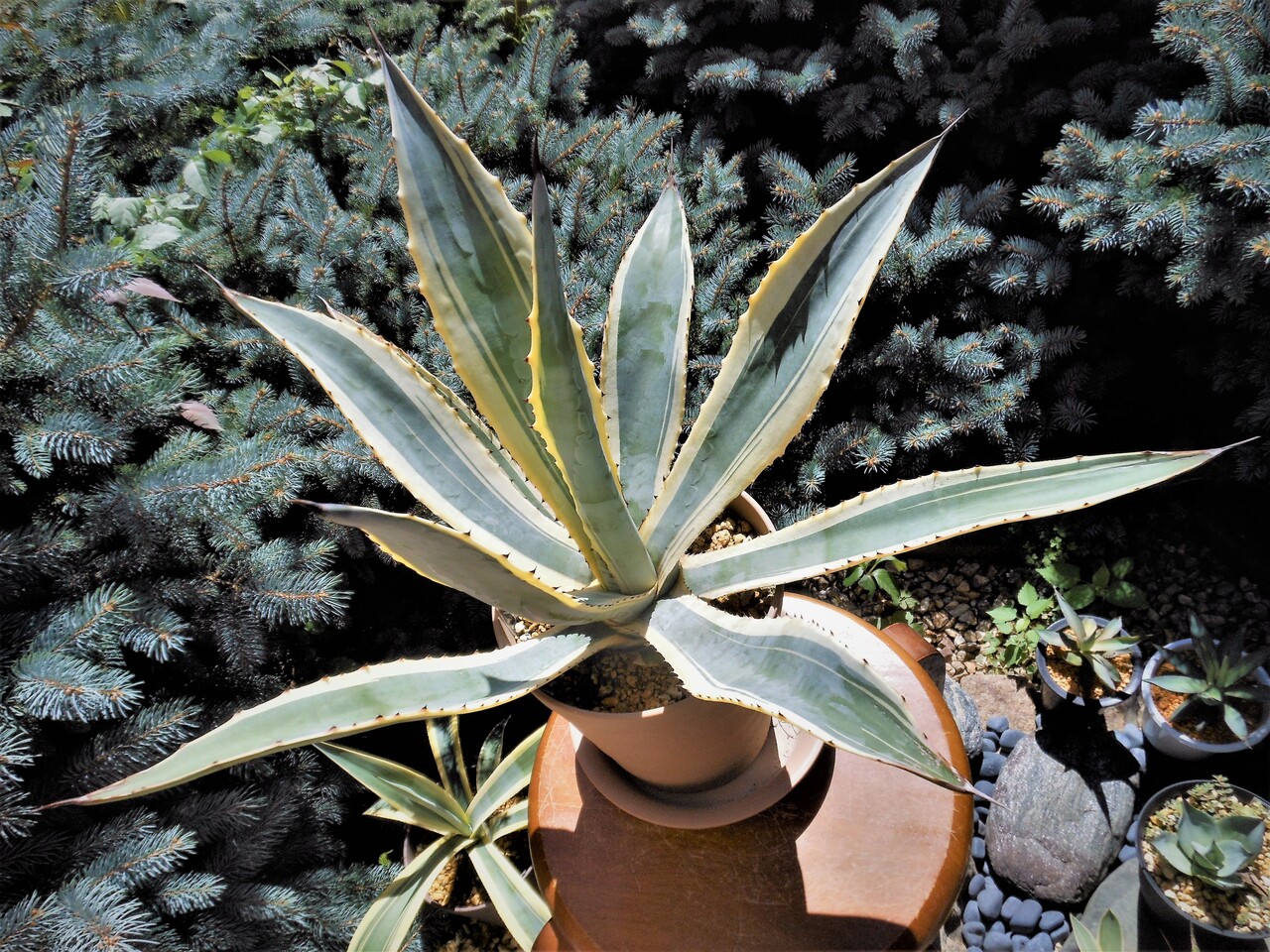 アガベ ホビコルヌータ バリエガータ アガベ』【コルディレレンシス