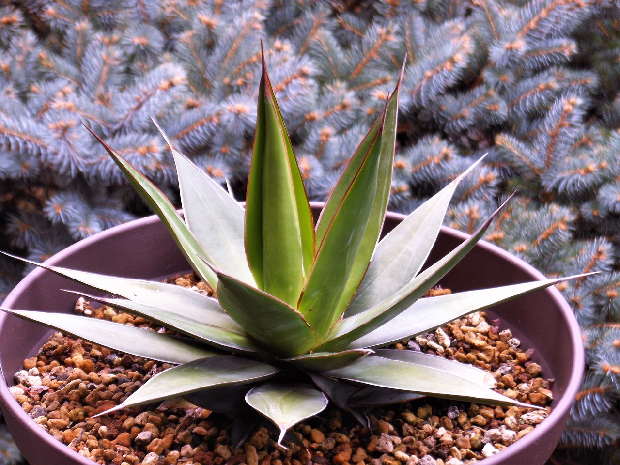 アガベ』【インプレッサ】 : 【BOTANICAL MAJESTY】