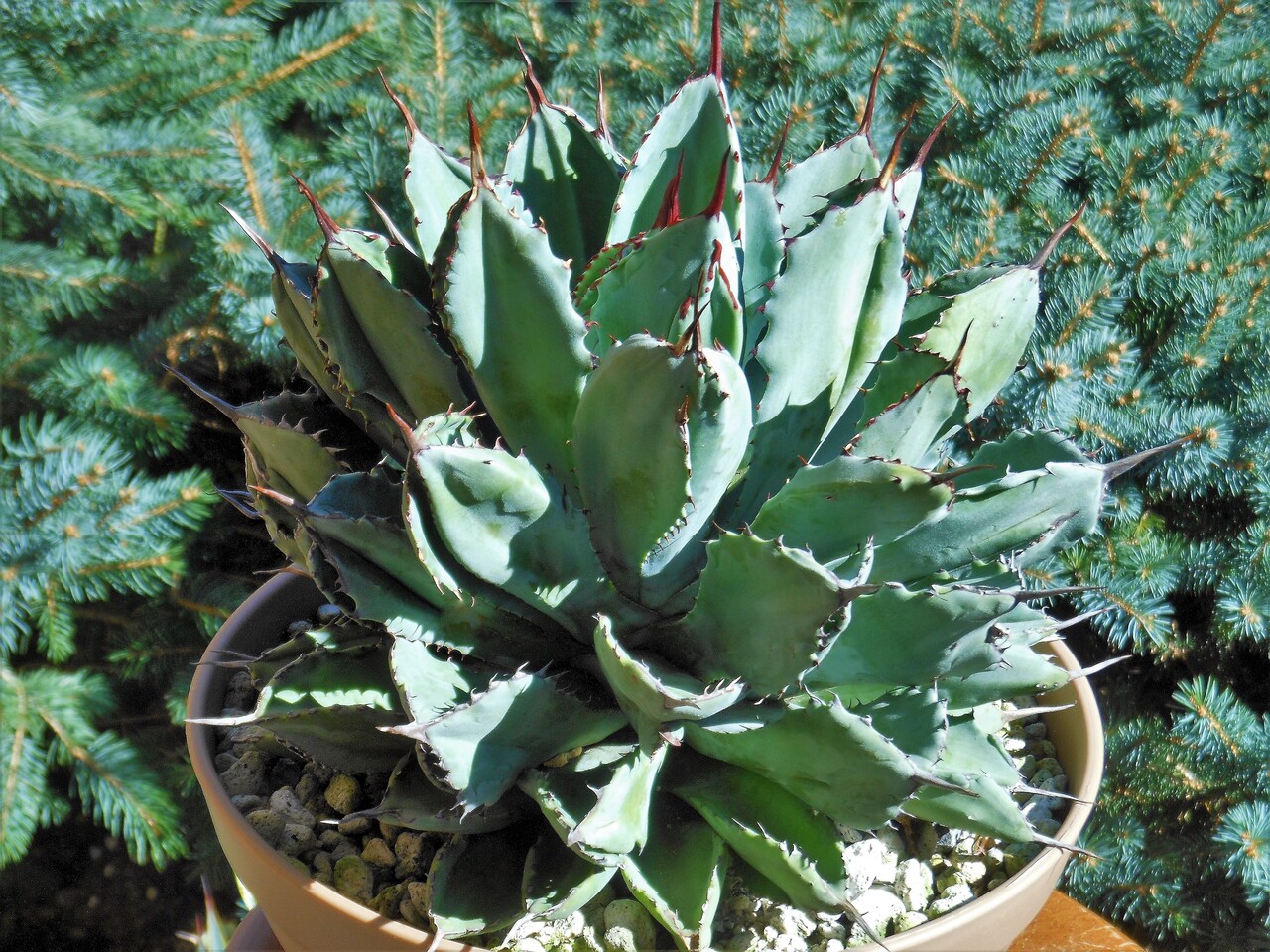 アガベシリーズ・アガベ属・姫乱れ雪モンストローサinわけけのお店