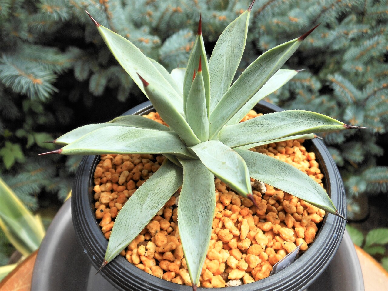 アガベ プルート 冥王 アガベ』【冥王】 : 【BOTANICAL MAJESTY】