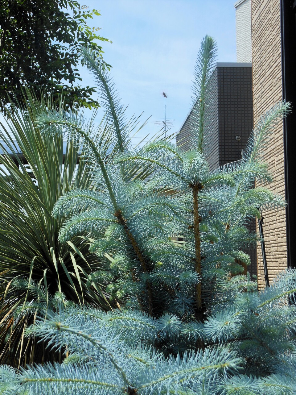 プンゲンストウヒ』【エディス】 : 【BOTANICAL MAJESTY】