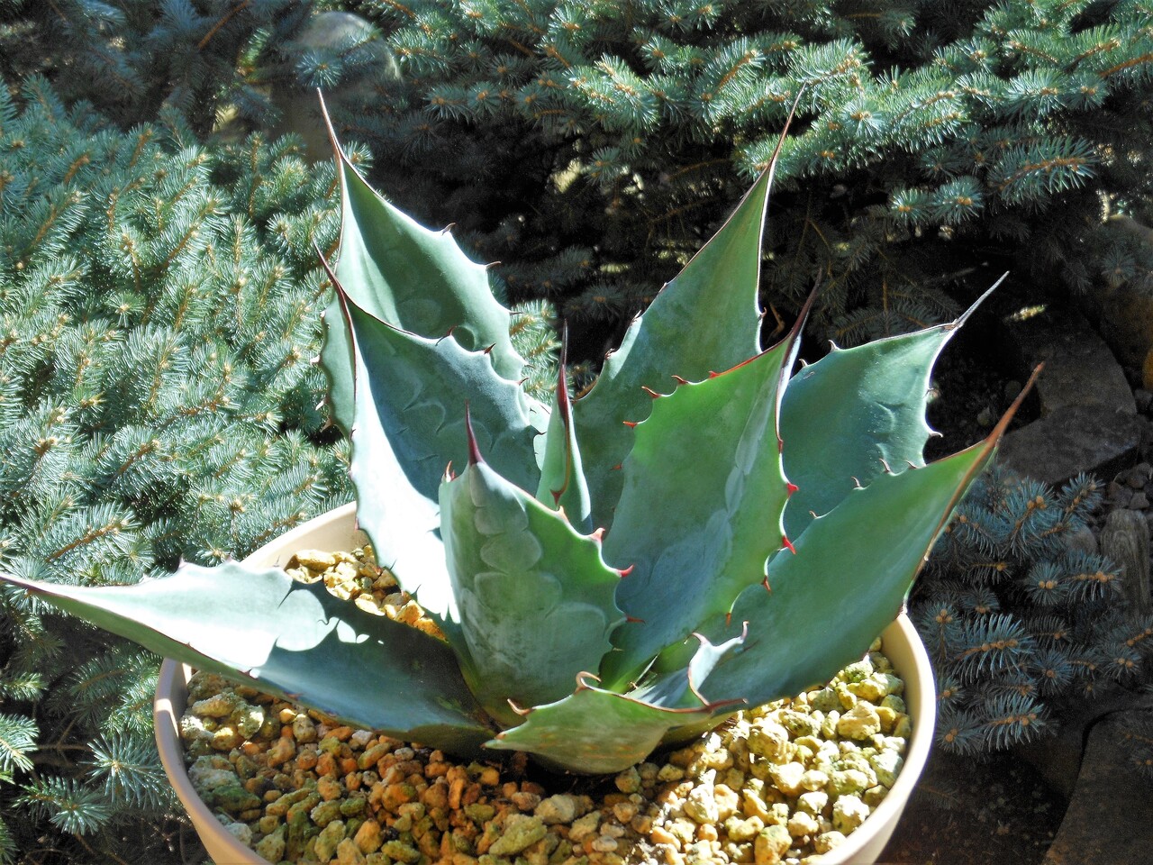 アガベ』【パラサナ ミートクロウ】 : 【BOTANICAL MAJESTY】