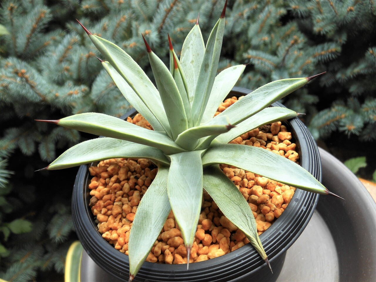 アガベ プルート 冥王 アガベ』【冥王】 : 【BOTANICAL MAJESTY】