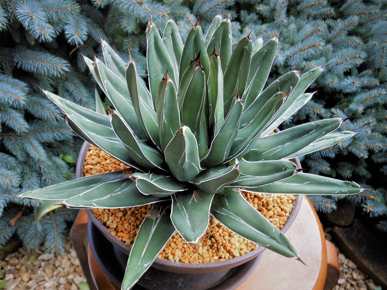 【アガベ　笹吹雪　特大苗鉢ごと】　フェルナンドレジス　ニッケルシー アガベ 笹吹雪 特大苗鉢ごと】 フェルナンドレジス ニッケルシー 選抜