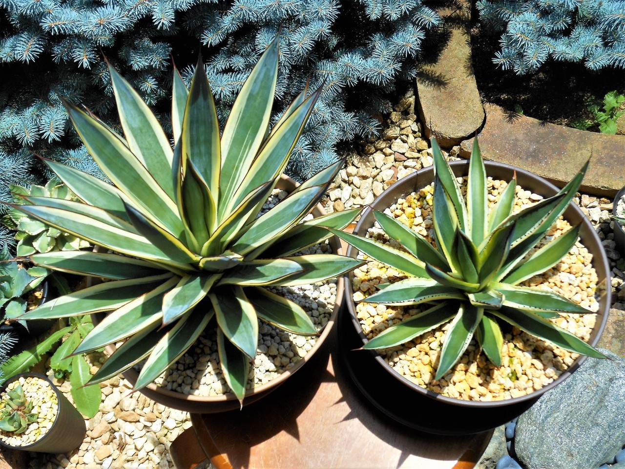 人気品種】アガベ サングロー Agave 'Sun Glow 斑入り 庭に