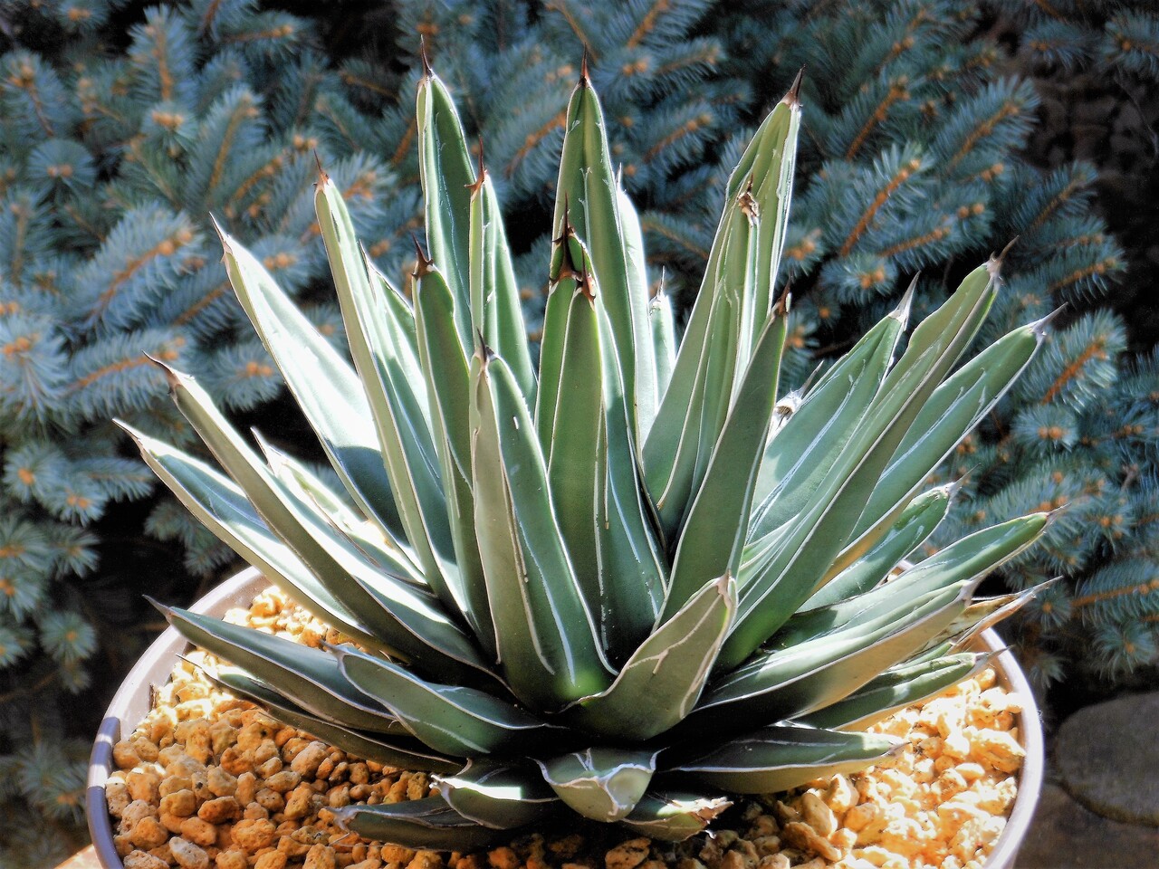 アガベ』【笹吹雪】(ニッケルシー)(フェルディナンディ・レジス