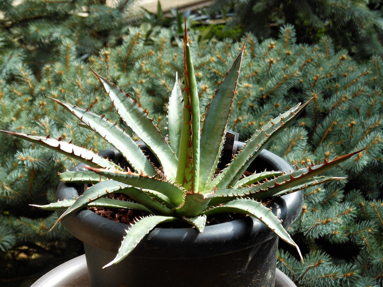 アガベ』【ホリダ ペロテンシス】 : 【BOTANICAL MAJESTY】