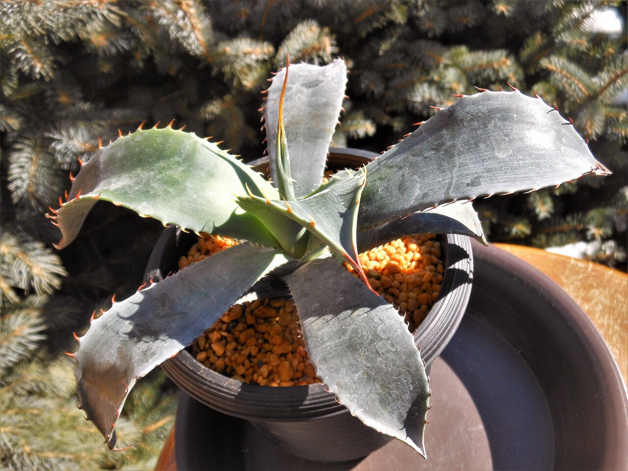 アガベ』【コロラータ シュプリーム】 : 【BOTANICAL MAJESTY】