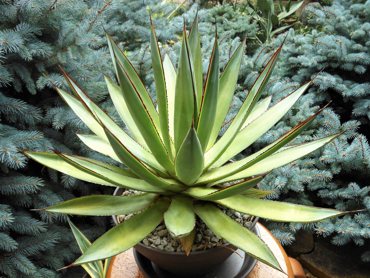 アガベ』【ブルーグロー】 : 【BOTANICAL MAJESTY】