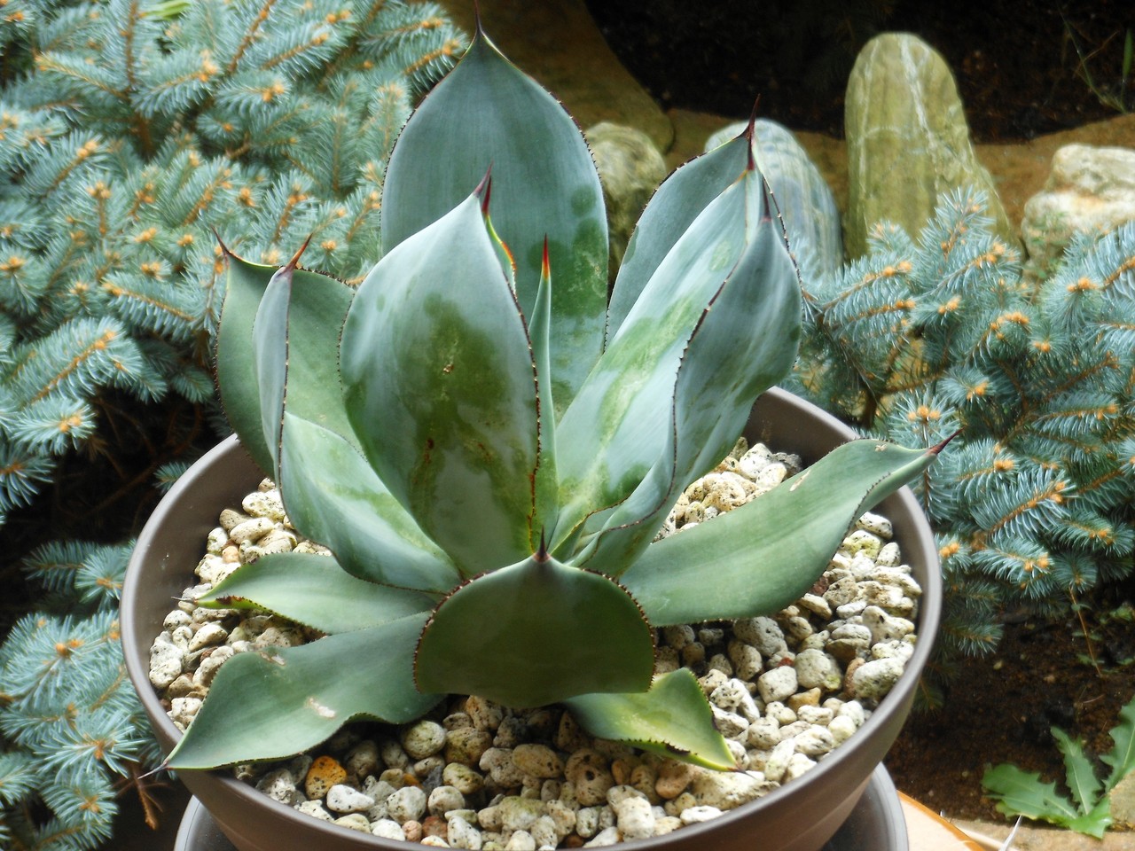 アガベ』【セルシー ノバ】 : 【BOTANICAL MAJESTY】