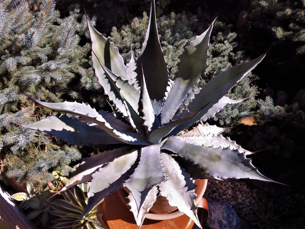 レア‼️スクエアトゥース アガベ コロラータ × ホリダ ハイブリッド