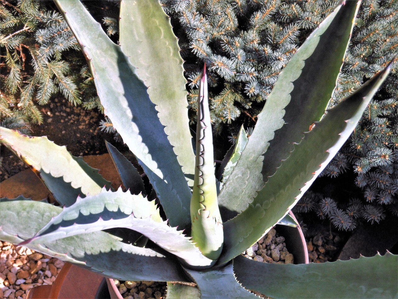 アガベ　プロト　アメリカーナ　ファンキートゥース　地植え　大株　耐寒性　美株 アガベ プロト アメリカーナ ファンキートゥース 地植え 大株 耐寒性