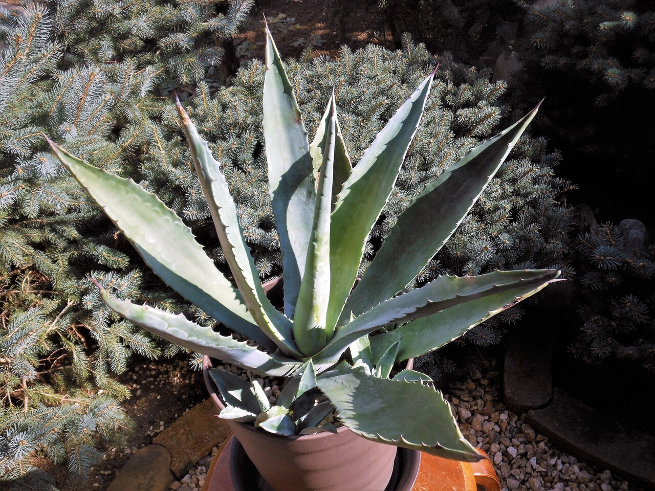 特選株！！アガベ プロトアメリカーナ！！中株！！ Agave Agave