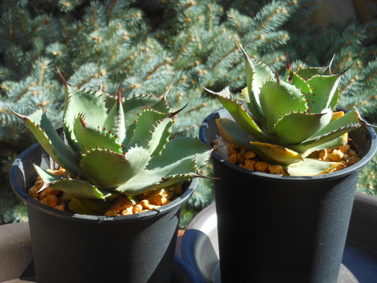 jaga be　アガベ indoor-jungle04-212x300.jpg