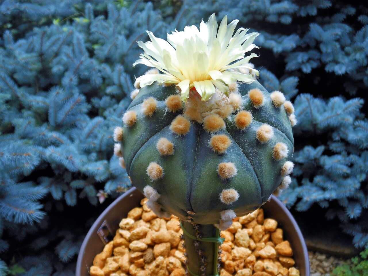 アストロフィツム 瑠璃兜 Botanical Majesty アストロフィツム 瑠璃兜 Botanical Majesty