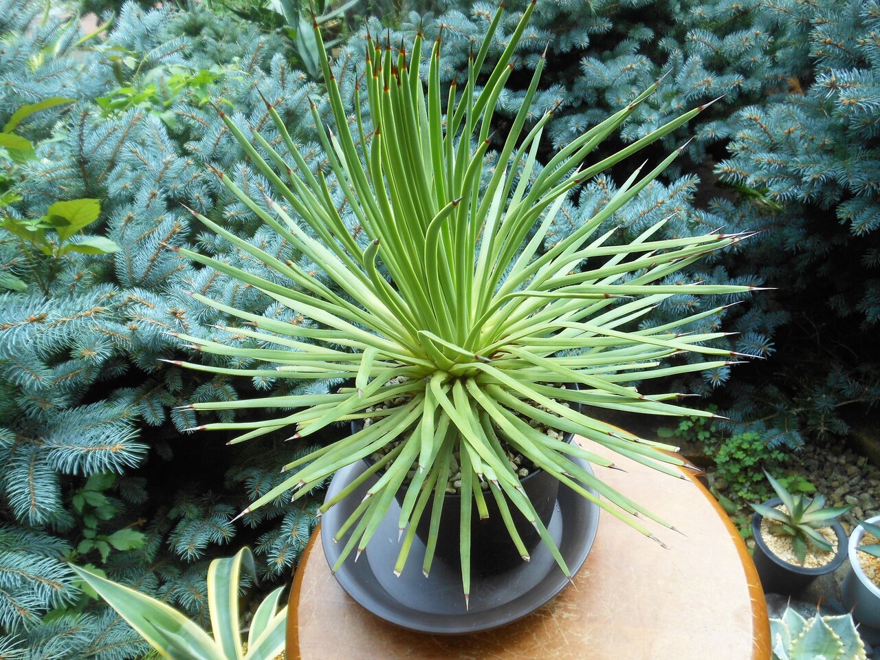 アガベ hyb プルート＇冥王＇/ストリクタ×ポタトラム