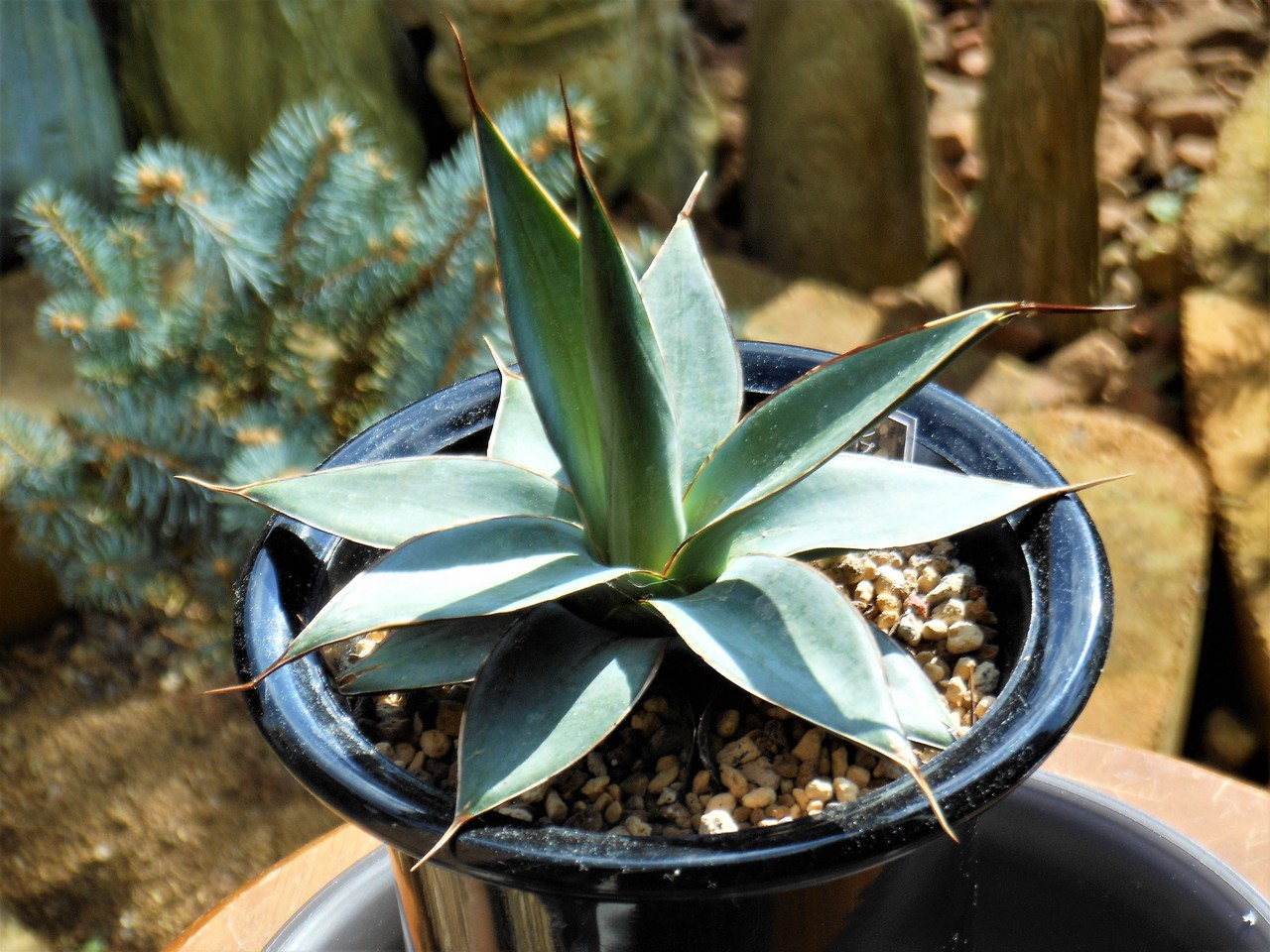 jaga be　アガベ jaga be アガベ jaga be アガベ レアアガベ | STORES