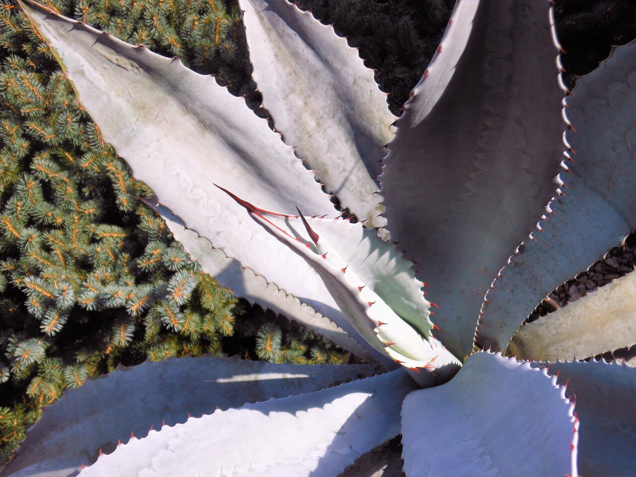 アガベ』【フランゾシニー】 : 【BOTANICAL MAJESTY】