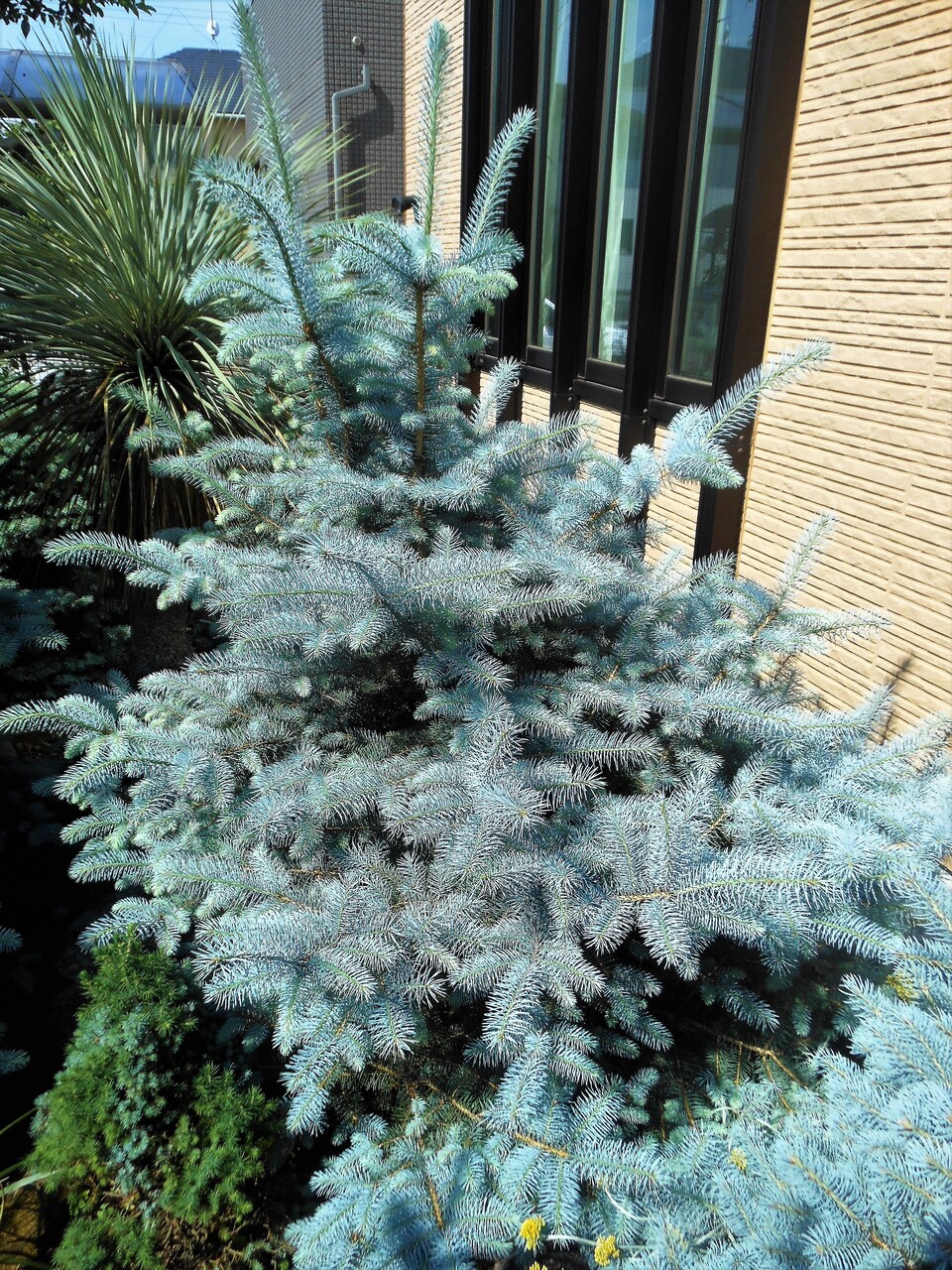 プンゲンストウヒ』【エディス】 : 【BOTANICAL MAJESTY】