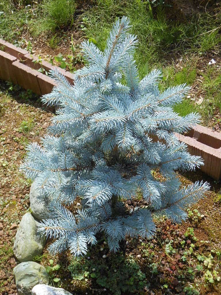 プンゲンストウヒ』【ホプシー】1-3 : 【BOTANICAL MAJESTY】