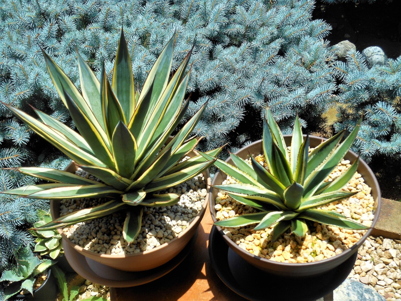 アガベ』【サングロー】（ブルーグロー黄覆輪） : 【BOTANICAL MAJESTY】