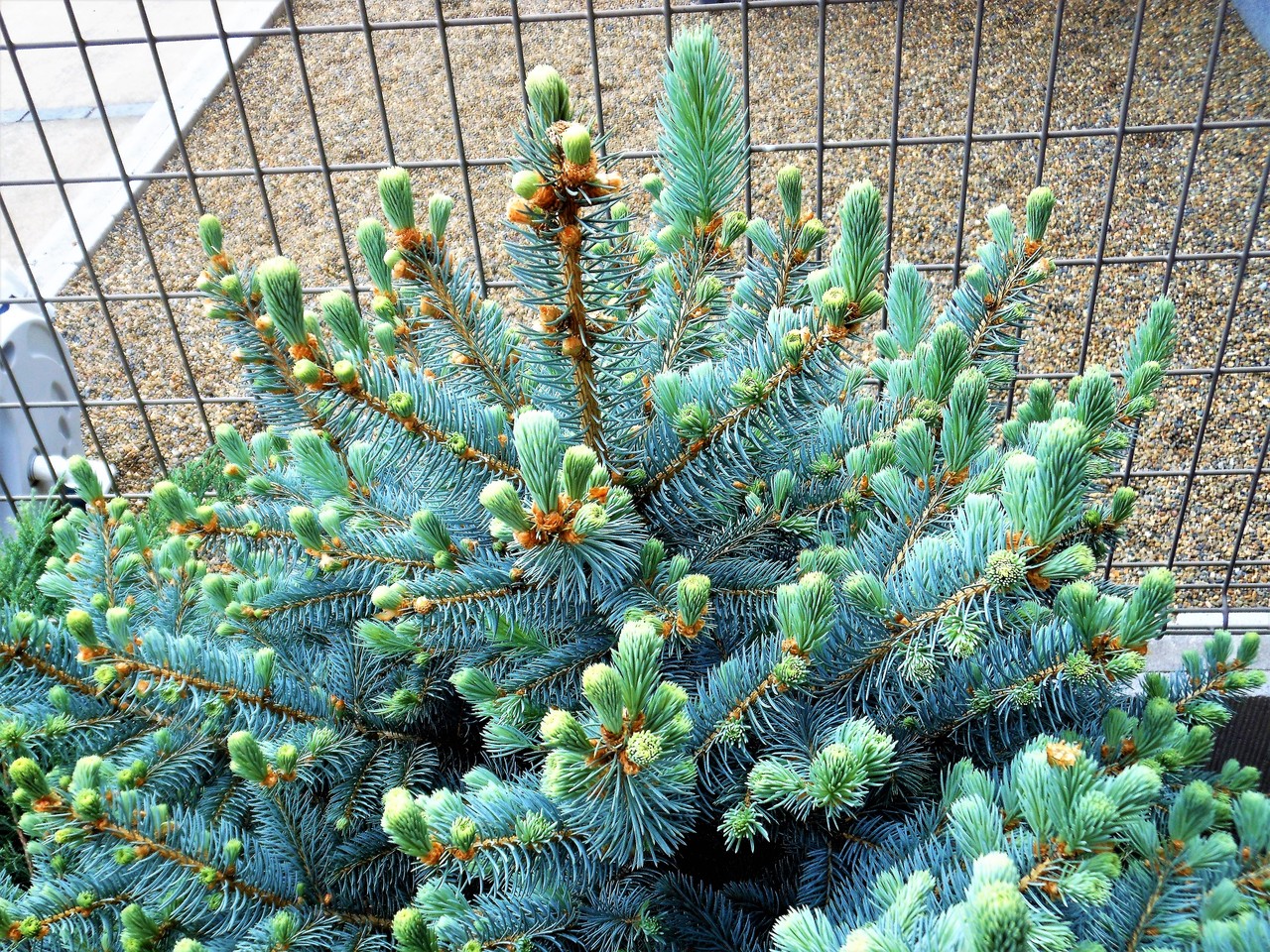 プンゲンストウヒ』【ファットアルバート】 : 【BOTANICAL MAJESTY】