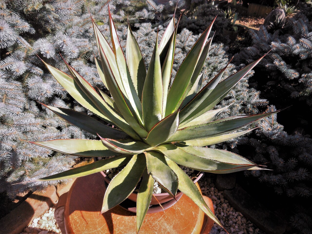 アガベ　バーントバーガンディー ブルーグロー　スノーグロー　姫青蓮 極上株 アガベ バーントバーガンディ （ブルーグロウ） - メルカリ