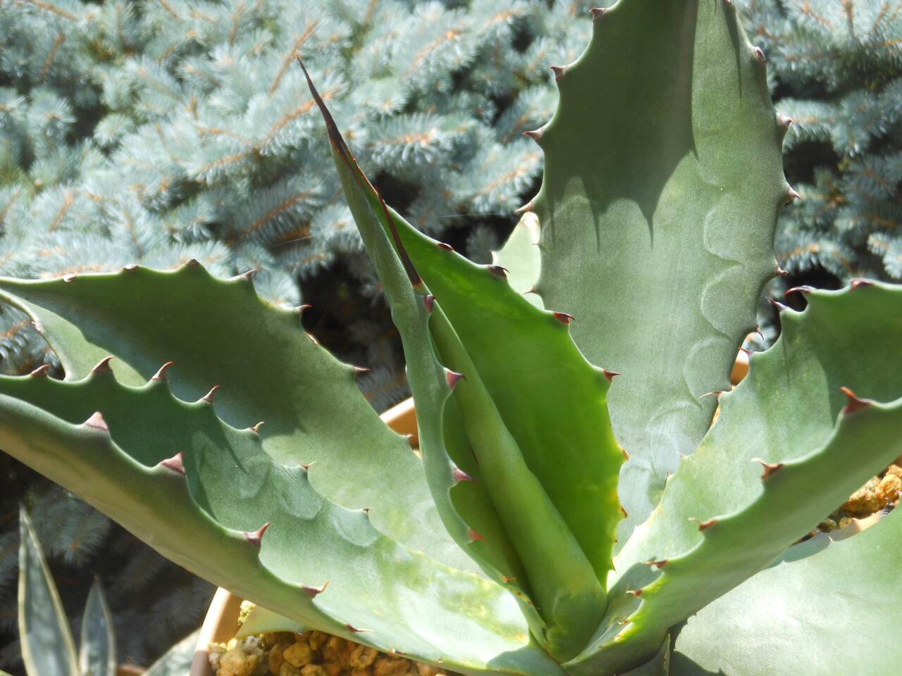 サルミアナフェロックス　グリーンゴブレット アガベ サルミアナ・フェロックス ”グリーンゴブレット