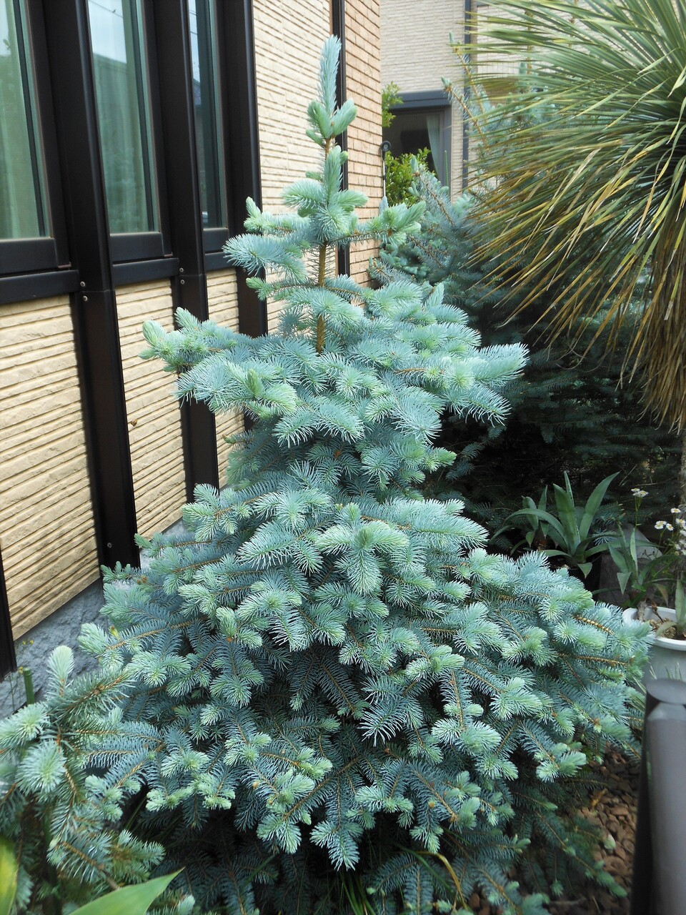 プンゲンストウヒ』【ホト】 : 【BOTANICAL MAJESTY】