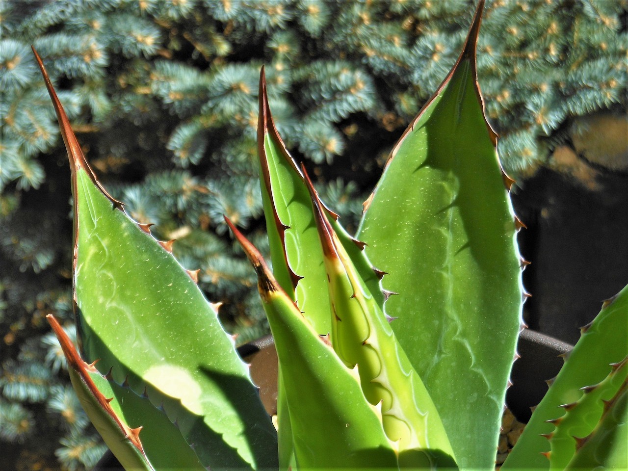 アガベ モンタナ 特大 抜き苗 福岡県限定 アガベ モンタナ 原種 大苗